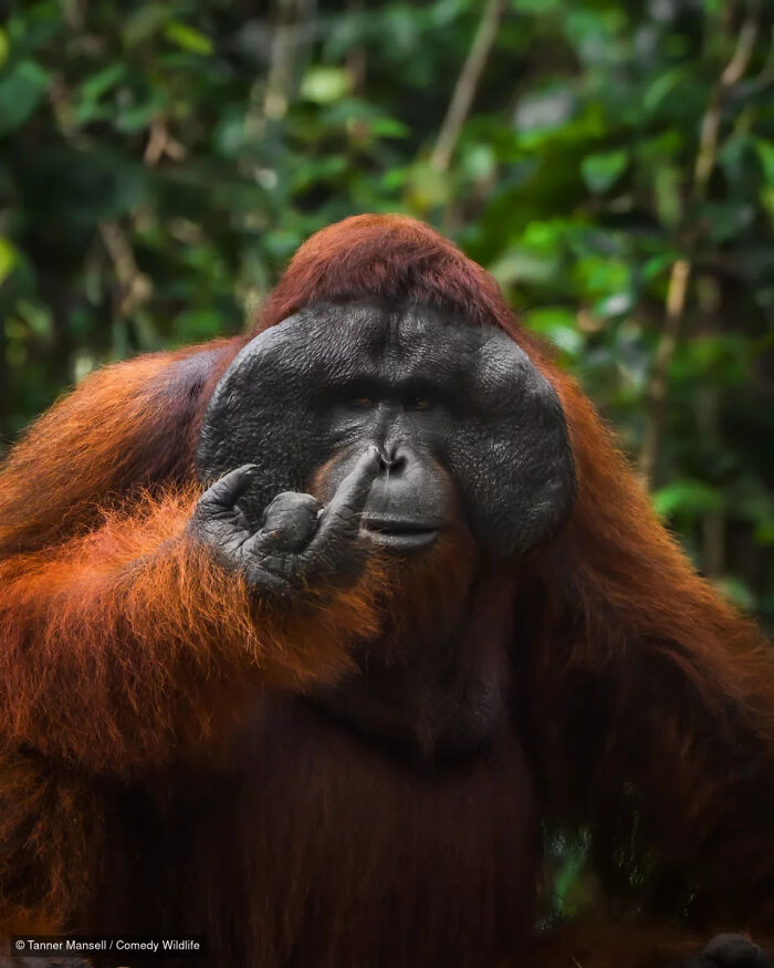 An orangutan gesturing with its middle finger, a comical entry from a wildlife photography contest.