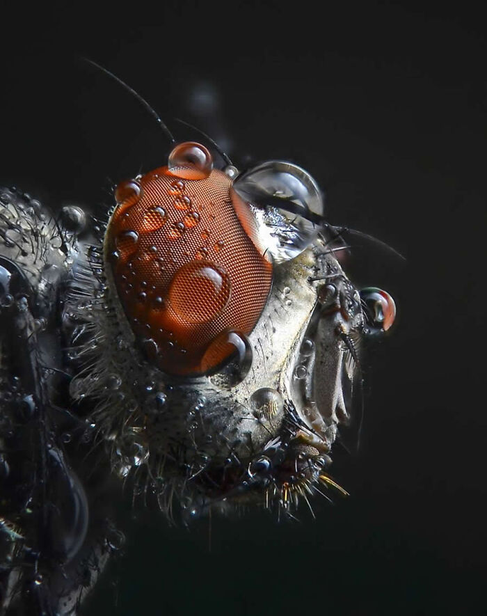 Extreme macro photo showing detailed compound eye of a fly covered in water droplets.