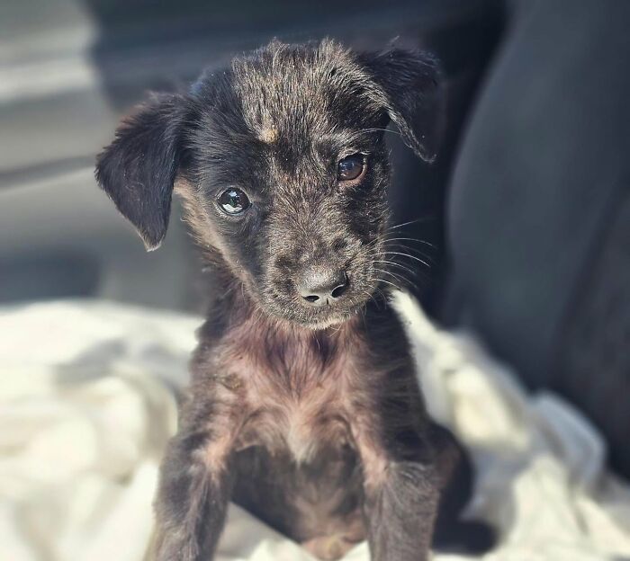 A small scruffy black abandoned puppy rescued by All Sato Rescue looking forward