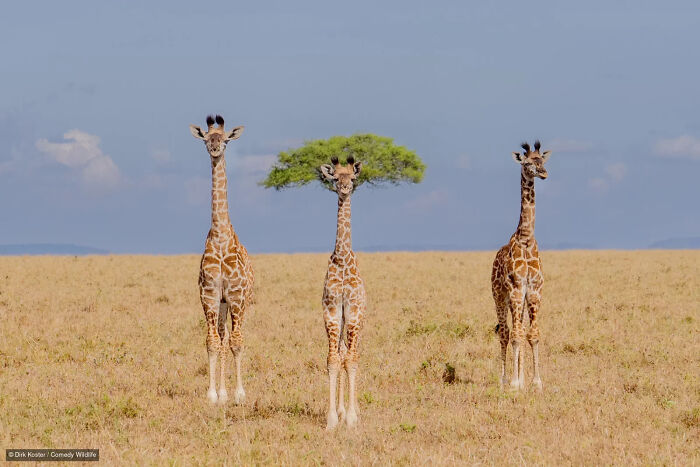 Three giraffes standing in a field with a tree behind one, a funny photo from Nikon Wildlife Photography Contest