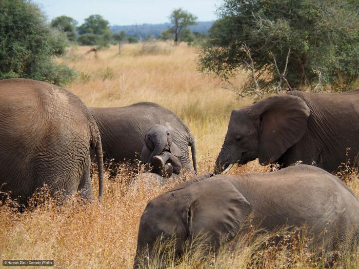 A cute baby elephant sitting on the ground among its herd, a funny photo from the Nikon Wildlife Photography Contest.