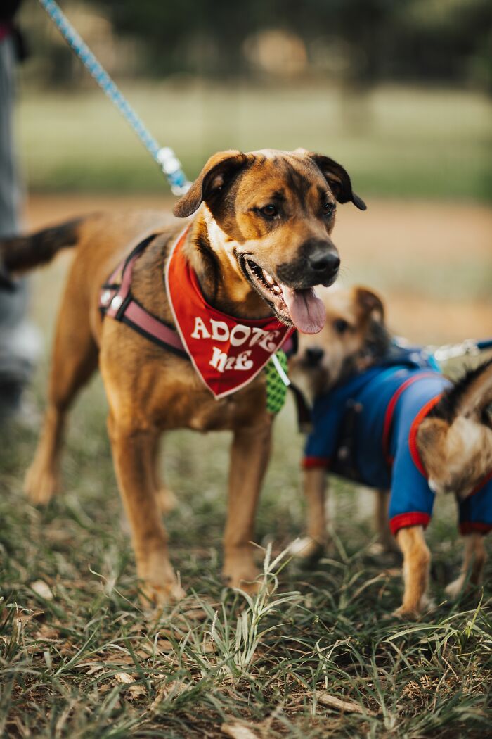 'Hunger Games' Star Josh Hutcherson Shares His Heartwarming Rescue Story to Inspire Dog Adoptions