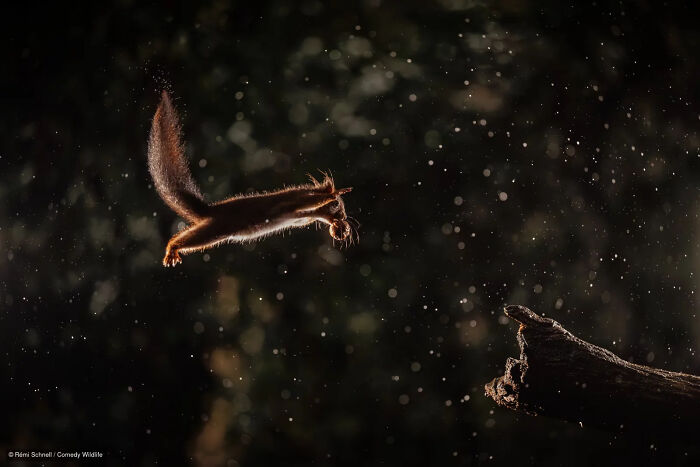 A squirrel mid-air jumping toward a branch at night, featured in the Comedy Wildlife Photography Contest.