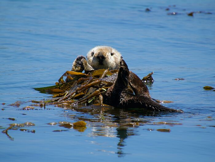 A cute sea otter resting in kelp while floating on its back in calm water