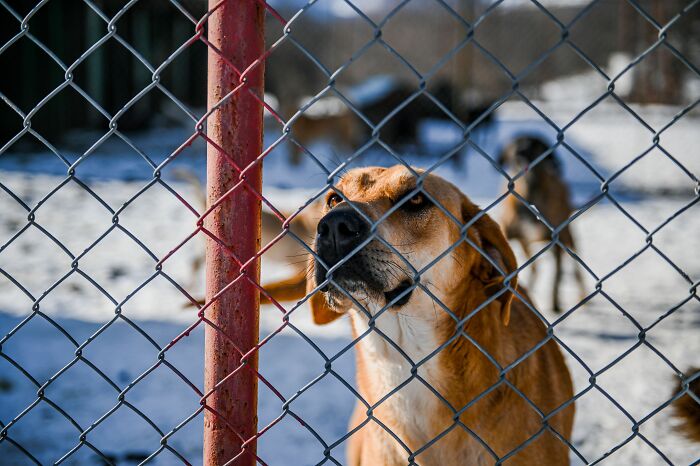 'Hunger Games' Star Josh Hutcherson Shares His Heartwarming Rescue Story to Inspire Dog Adoptions