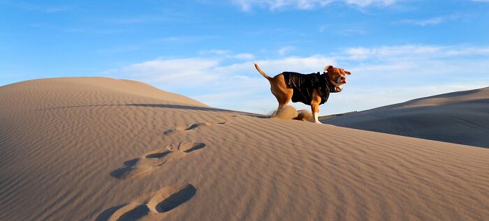A photographer dog dressed in gear stands on sand dunes under a blue sky.