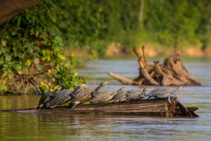 Seven Siekopai Women Combine Cultural Tradition With Technology To Protect Turtles In Ecuador