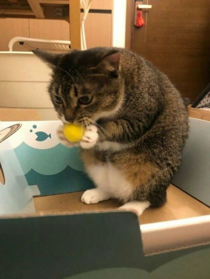 It's Not A Cat, It's A Squirrel.. 🤣