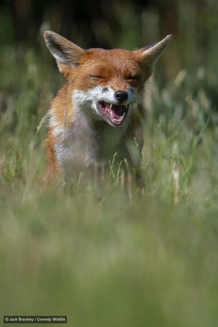 Red fox laughing in tall grass, a funny photo from the Nikon Wildlife Photography Contest