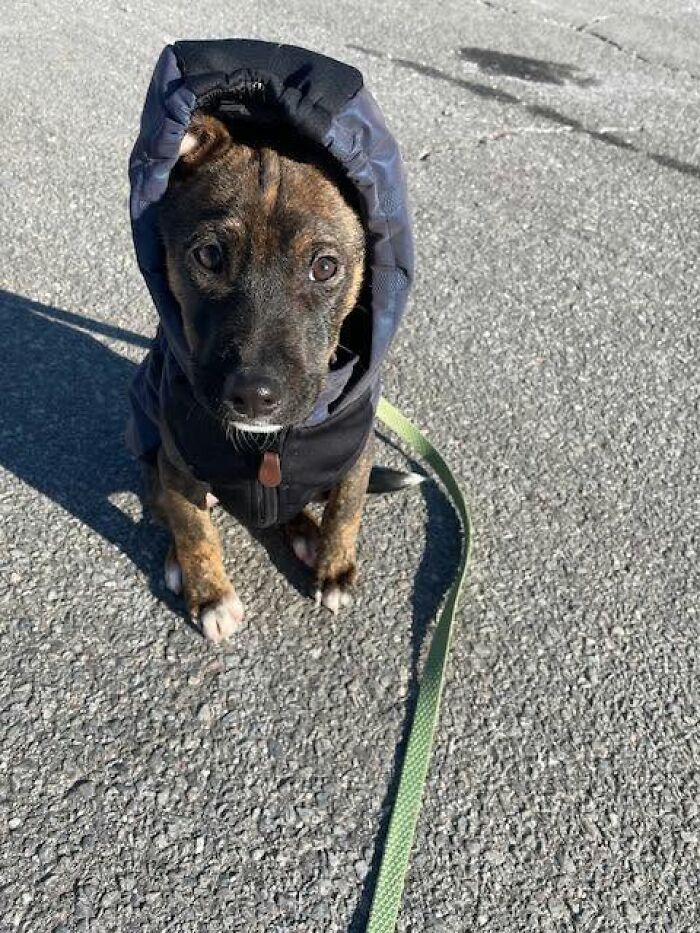 A small, brindle abandoned puppy wearing a warm dark jacket with a hood while on a leash.