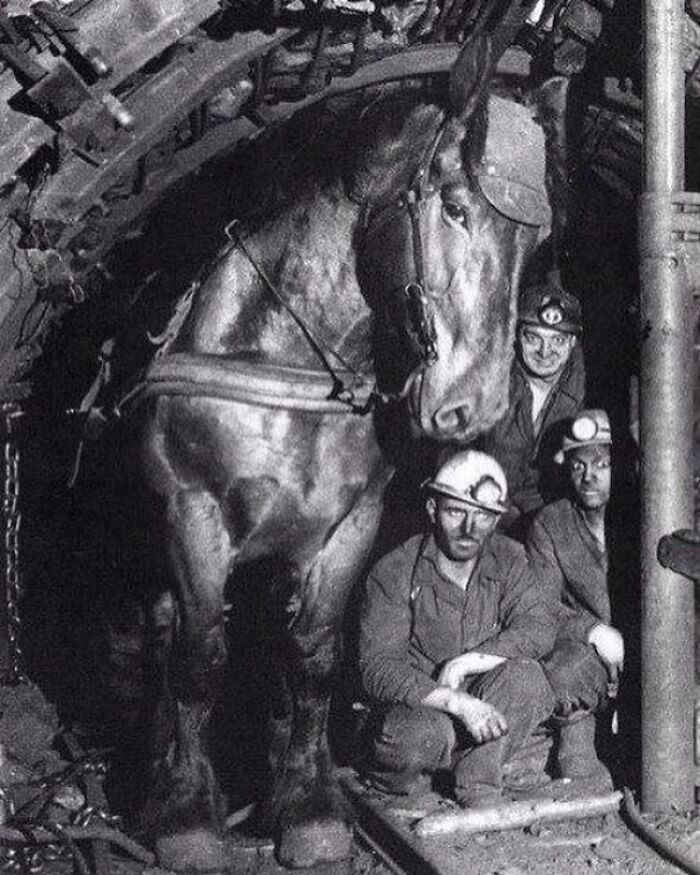 Coal miners posed with a pit pony underground, highlighting cool facts about the past and history.