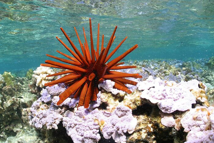A bright red slate pencil urchin on a coral reef, a natural marvel at the bottom of the ocean.