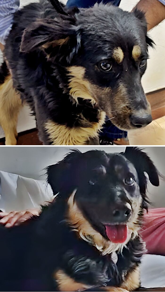 Scared black dog becomes a happy and healthy pup after animal rescue