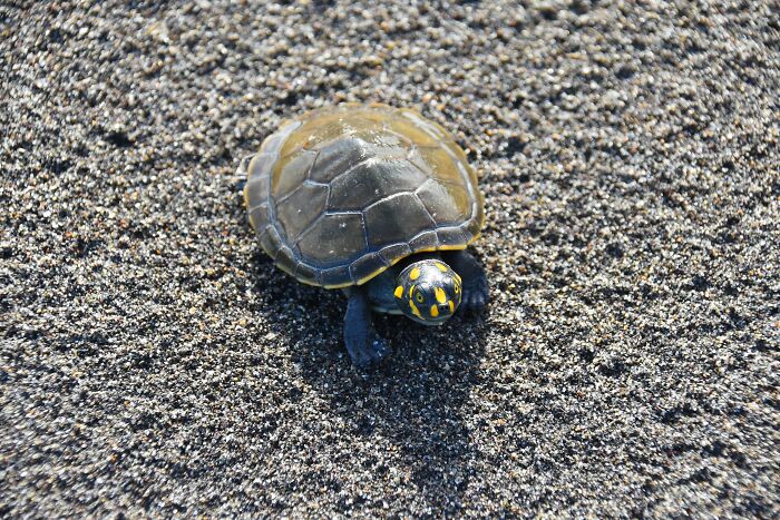 Seven Siekopai Women Combine Cultural Tradition With Technology To Protect Turtles In Ecuador
