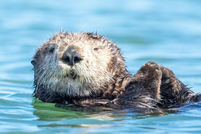 A fluffy sea otter floating on its back with paws up, demonstrating its cute resting habit.