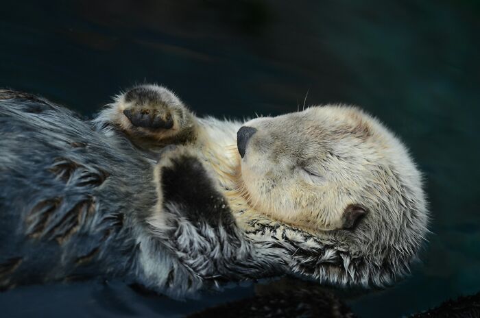 Close-up of a sleeping sea otter floating on its back, a cute resting habit that keeps it warm.