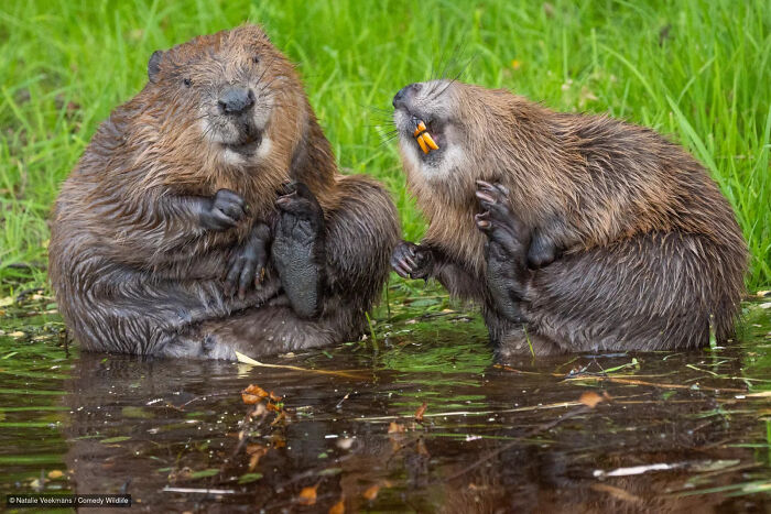 Two beavers scratching themselves in the water, a funny entry in the Comedy Wildlife Photography Contest.