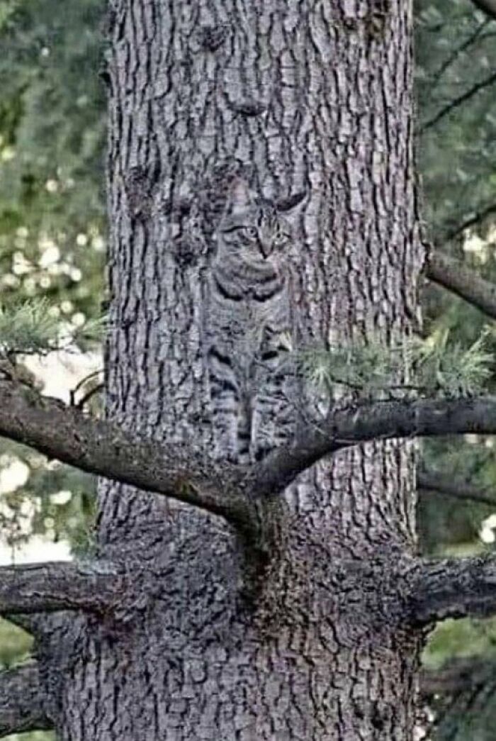 Camouflage.. 🔥