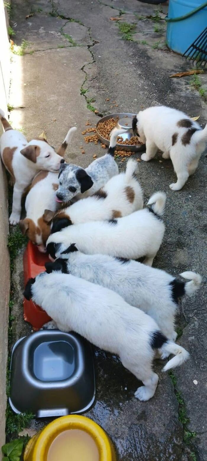 A group of adorable abandoned puppies eating and drinking together outdoors.
