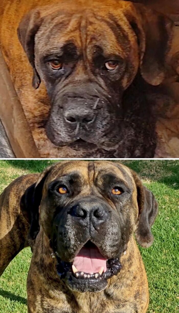 Before and after images of a brown mastiff dog saved by animal rescue to become happy and healthy