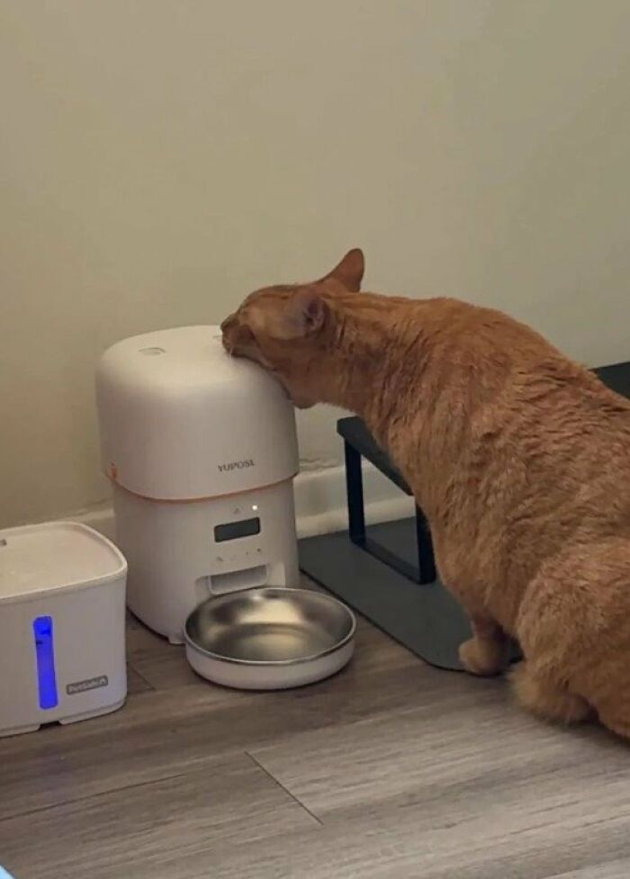 Bro Tried Eating His Auto Feeder.. 🤣