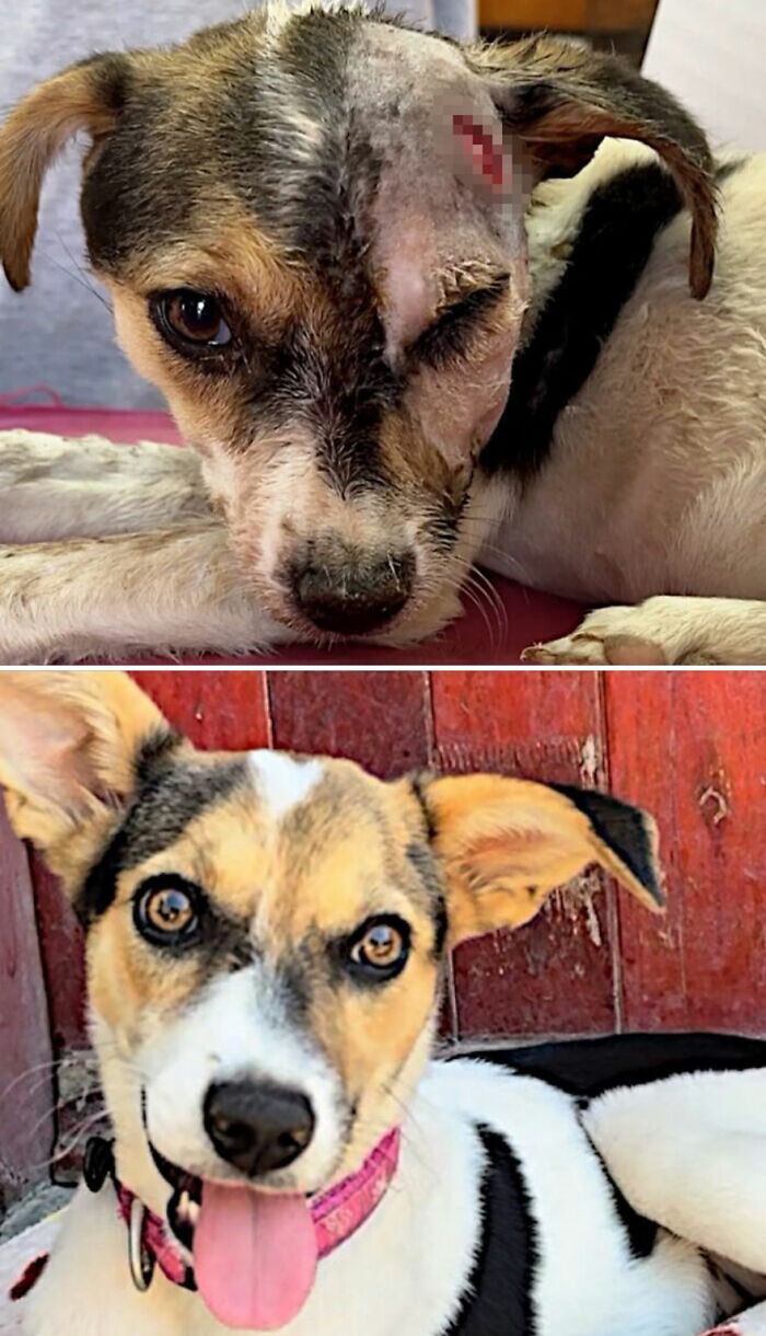 Before and after of a neglected dog with a head wound, now happy and healthy