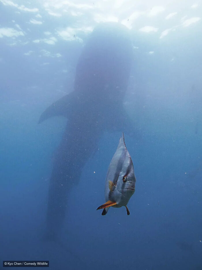 A small fish swimming in front of a giant whale shark silhouette, from the Comedy Wildlife Photography Contest.