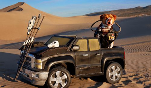 Poznaj Rangera – psa z adopcji, który przebrał się za Immortan Joe w „Mad Max: Furry Road”