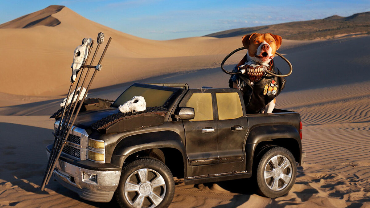 Poznaj Rangera – psa z adopcji, który przebrał się za Immortan Joe w „Mad Max: Furry Road”