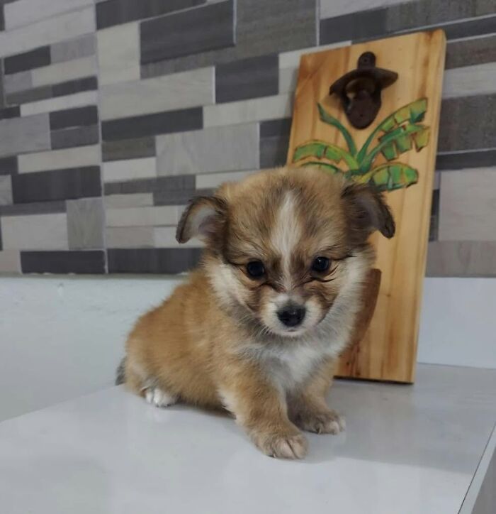 A tiny, fluffy abandoned puppy sits indoors with a decorative wooden board behind it