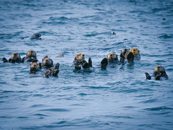 A raft of sea otters floating on their backs, exhibiting their cute resting habit to stay warm.