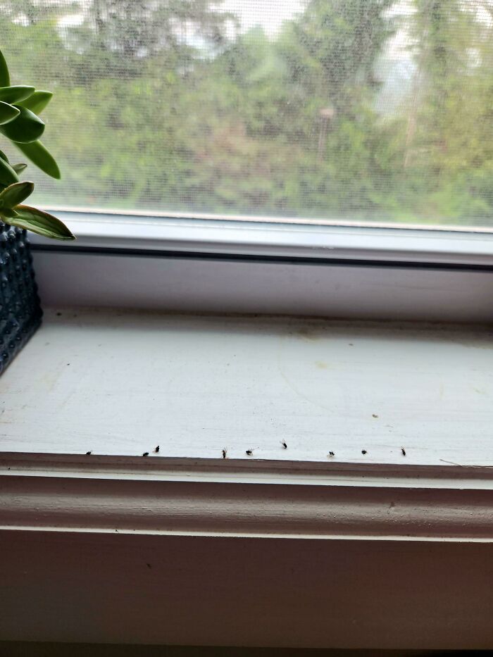 D**d flies lined up on a windowsill showing funny husband quirks