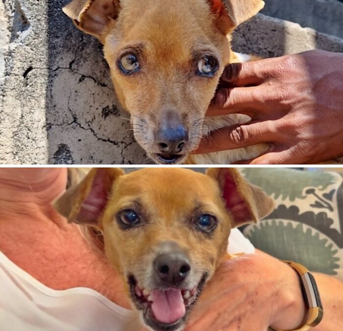 Small neglected dog now happy and healthy after being saved by animal rescue