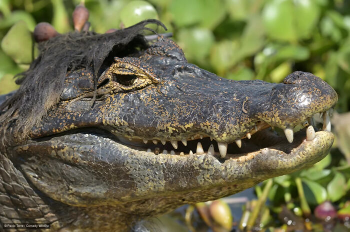 An alligator with a funny plant toupee, from the Nikon Wildlife Photography Contest.