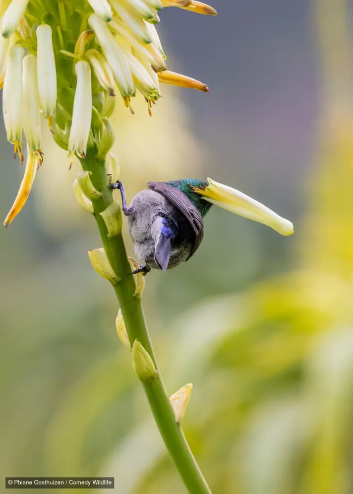 Small bird with a yellow flower petal stuck on its head, an entry in the comedy wildlife photography contest