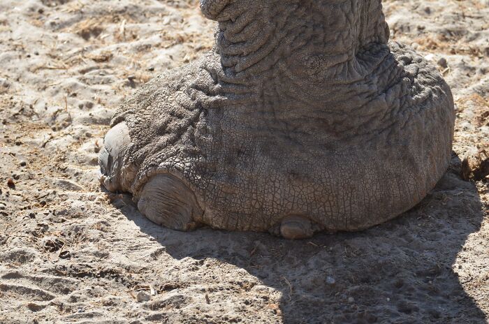 Close-up of a large elephant foot showing textured skin and toenails resting on dry dirt.