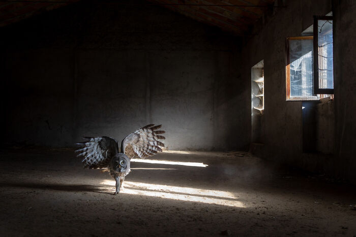Wildlife photo of a great grey owl landing inside a dark abandoned building near a window light.