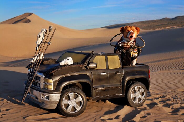A dog dressed as Immortan Joe sits in a toy truck in the desert dunes.