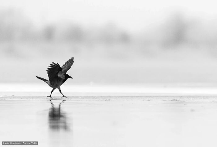 Black and white photo of a bird strutting on ice from the Nikon Wildlife Photography Contest.