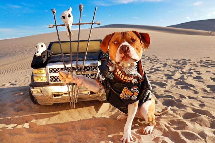 A photographer dog dressed as Immortan Joe with a post-apocalyptic toy vehicle in the sand.