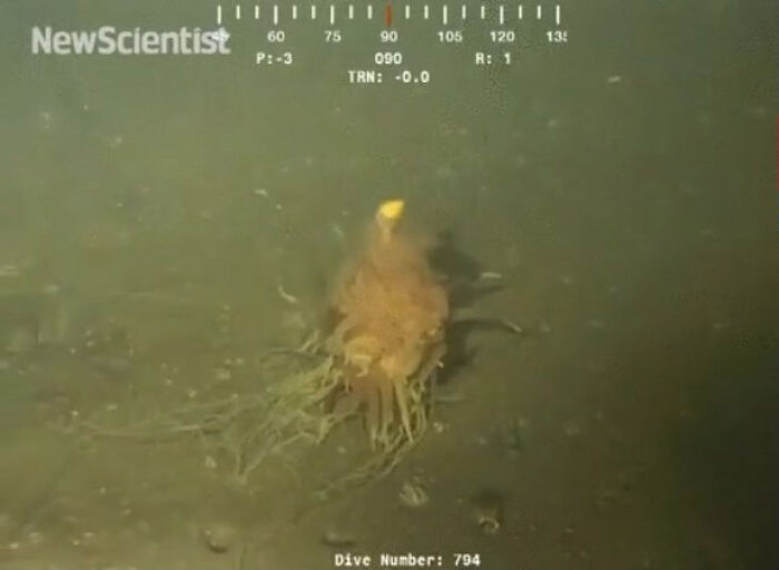 Strange sea creature with tentacles captured on camera at the bottom of the ocean.