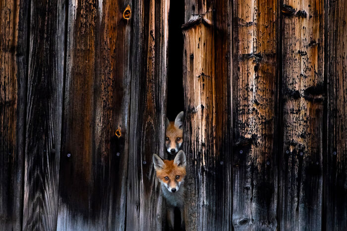 Wildlife photo of two curious young foxes peeking through a gap in a wooden barn wall.