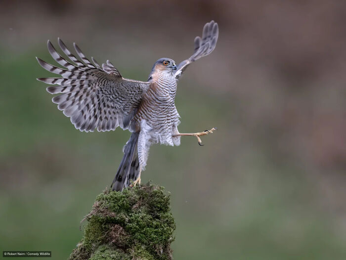 Hawk landing on a mossy post with one leg raised, a funny photo from the wildlife photography contest