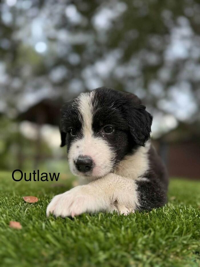 A black and white adorable abandoned puppy named Outlaw lying on green grass.