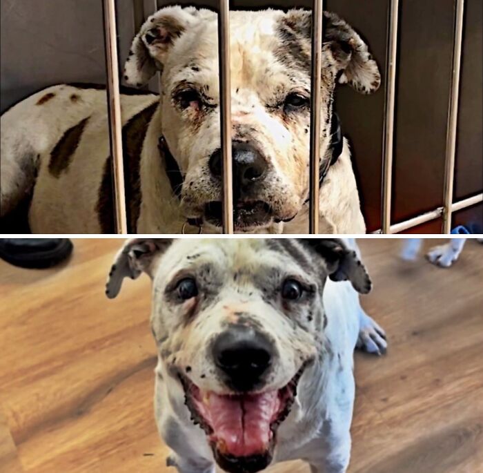 Neglected dog in a cage vs smiling and happy after animal rescue