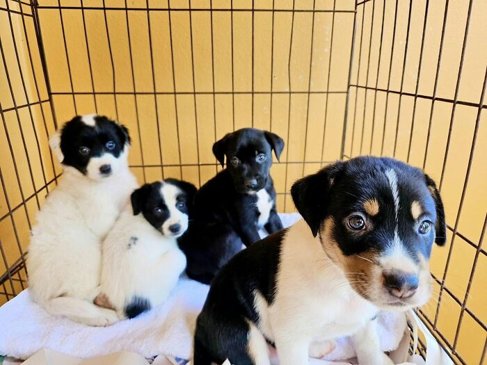 Four black and white abandoned puppies sitting together in a wire crate with a yellow background.