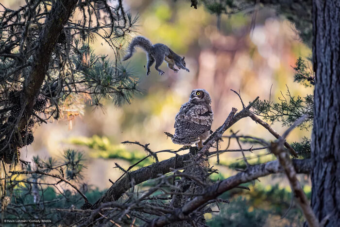 A flying squirrel mid-air facing a surprised owl from the Nikon Wildlife Photography Contest