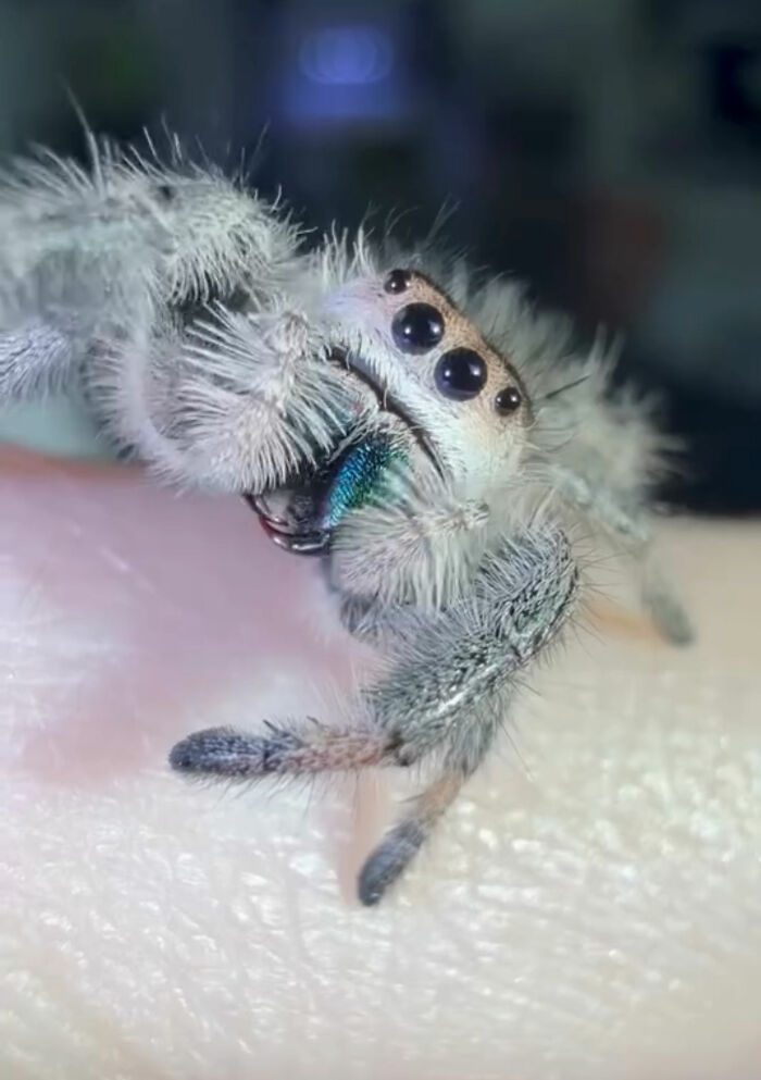 A fuzzy white jumping spider crawling on skin with bright metallic blue-green chelicerae